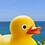 ducko